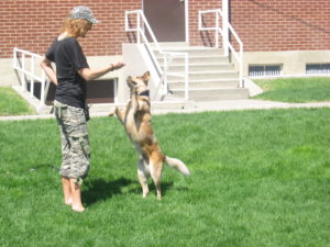 Red Heeler - Dog Training - Salt Lake City