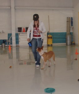 How to train loose leash walking - Salt Lake City - Dog Training
