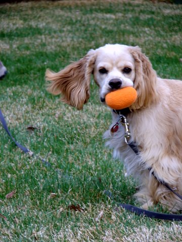 Ginger, Salt Lake City, dog training client