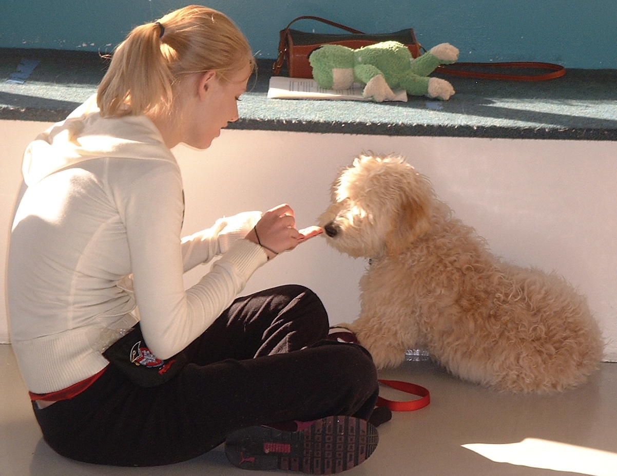 Puppy Obedience Course - Puppy Training, Salt Lake City