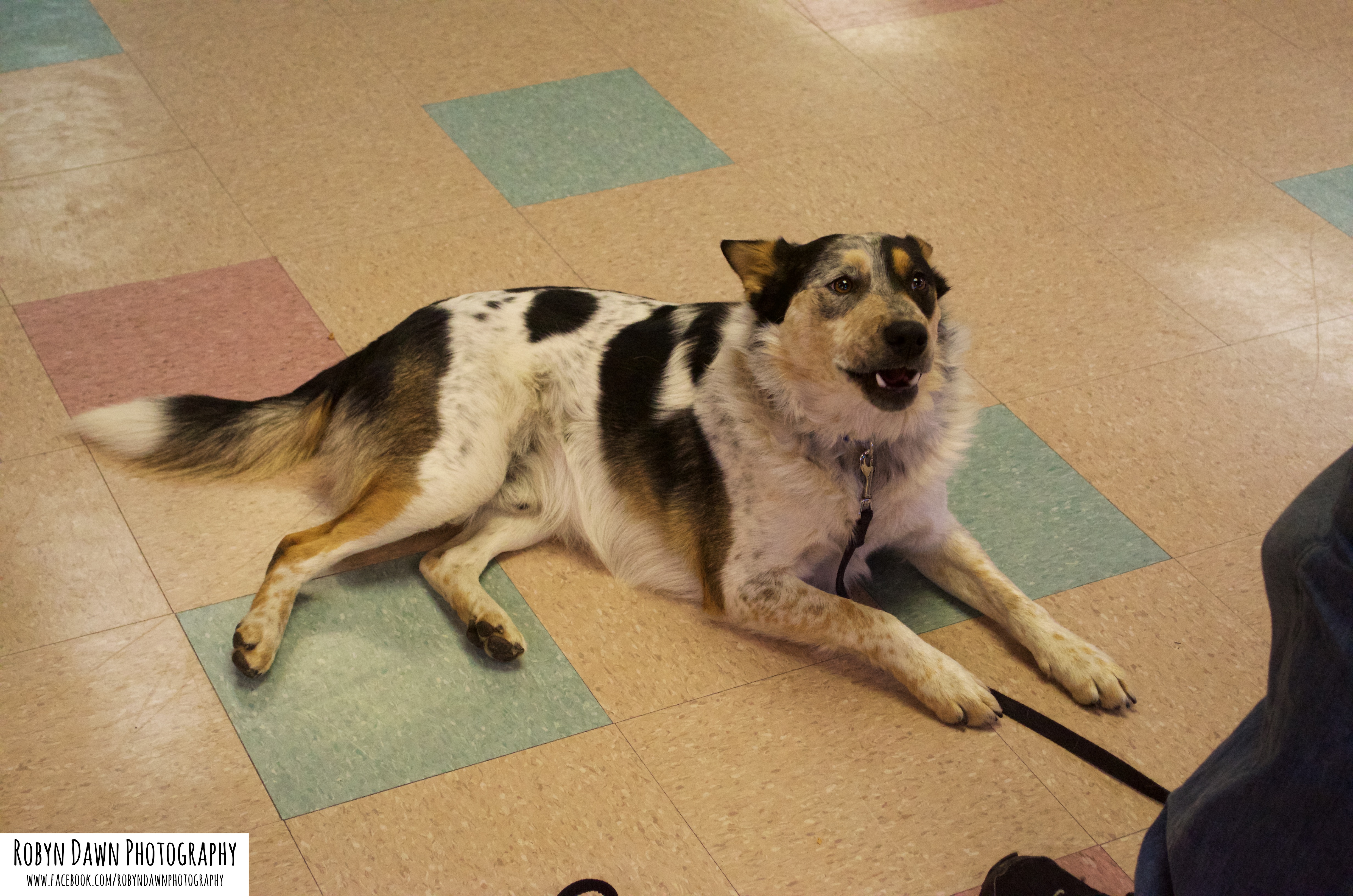 Group Obedience Class, Salt Lake City, Dog Training