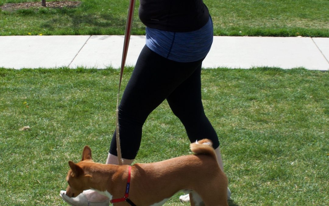 Are You Feel Confused About What Side Your Dog Should Be Walking on During Leash Walks? – Dog Training – Utah