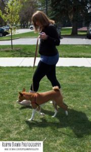 Dog Training - Utah - Loose Leash Walking - Shiba Inu