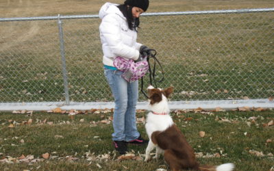 The Biggest Mistakes People Make When Training Their Dogs – Dog Training – Salt Lake City