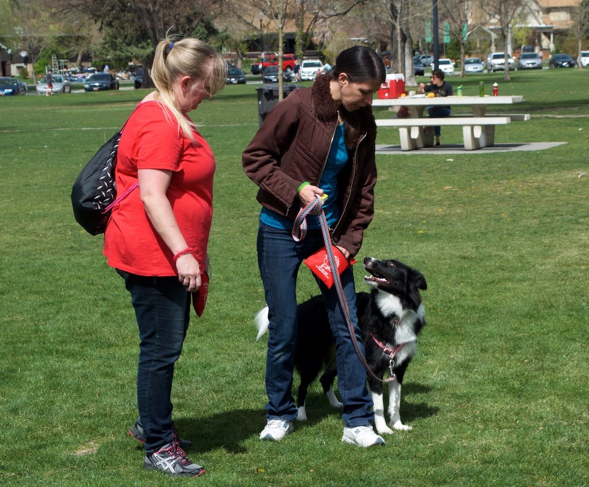 Private Adult Dog Training Courses Salt Lake City Four Legged Scholars Four Legged Scholars
