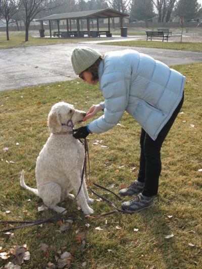 Labradoodle - Programs - Dog Trainers - Salt Lake City