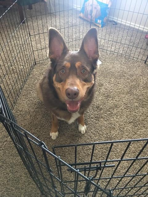 Our New Foster Dog – Dog Training – Salt Lake City – Utah