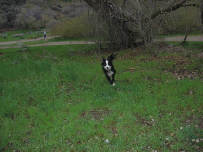 How to get your dog to listen - Salt Lake City Dog Training