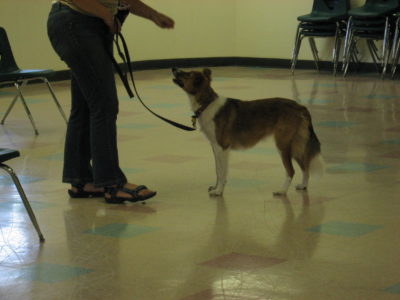 Are You Feeling Stressed Because Your Puppy Cannot Sit?- Salt Lake City – Puppy Training
