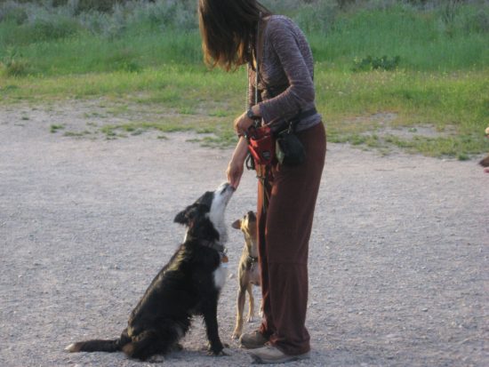 A Must Know Myth About Dog Training – Obedience – Salt Lake City