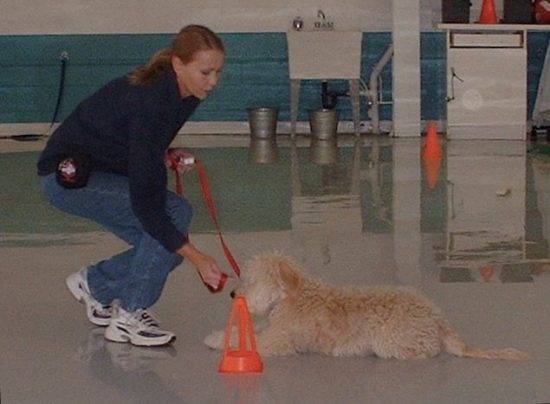 4 Myths About Clicker Training – Obedience – Salt Lake City