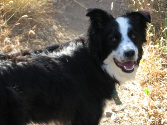 Border Collie - Dog Obedience - Salt Lake City