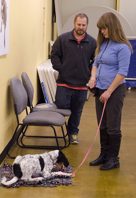 Dog Training Ogden Ut - Dog Training in Ogden Utah