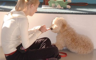 What is Puppy Socialization and Why Do It?