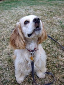 Cocker Spaniel - Obedience Training - Salt Lake City