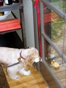 Ring for Potty - SLC Puppy Obedience