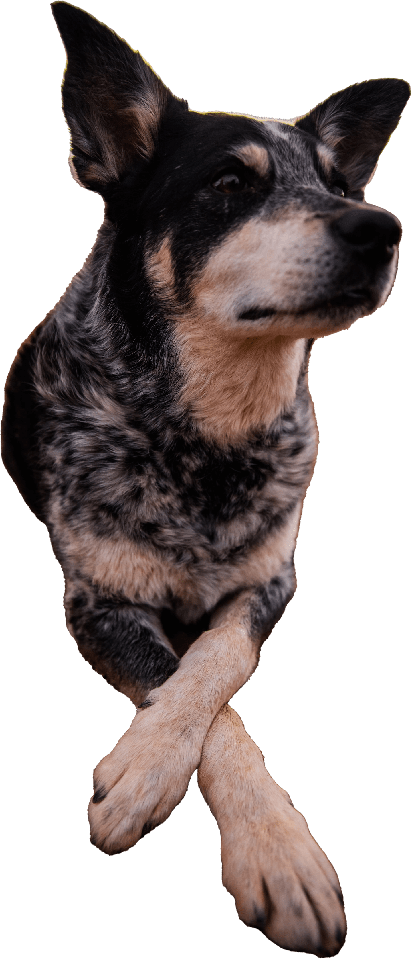 Heeler Sit and Wait Training Salt Lake Ciy Utah Photo by Patrick Hendry on Unsplash